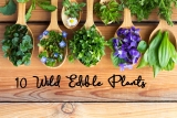 10 Wild Edible Plants For Survival