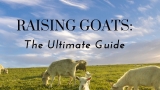 Raising Goats: The Ultimate Guide
